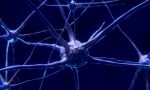 nerve-cell-2213009_1920